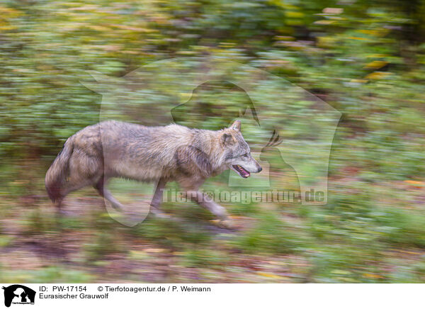Eurasischer Grauwolf / eurasian greywolf / PW-17154