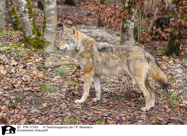 Eurasischer Grauwolf / eurasian greywolf / PW-17240