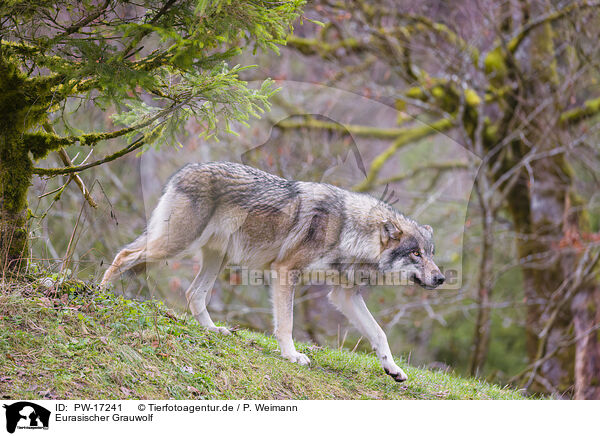 Eurasischer Grauwolf / eurasian greywolf / PW-17241
