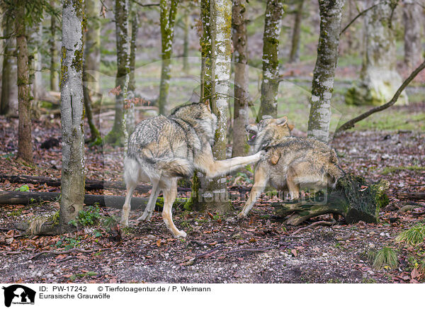 Eurasische Grauwlfe / eurasian greywolves / PW-17242