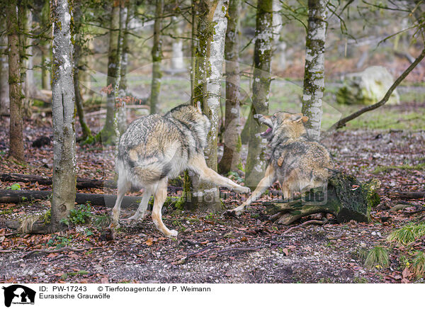 Eurasische Grauwlfe / eurasian greywolves / PW-17243