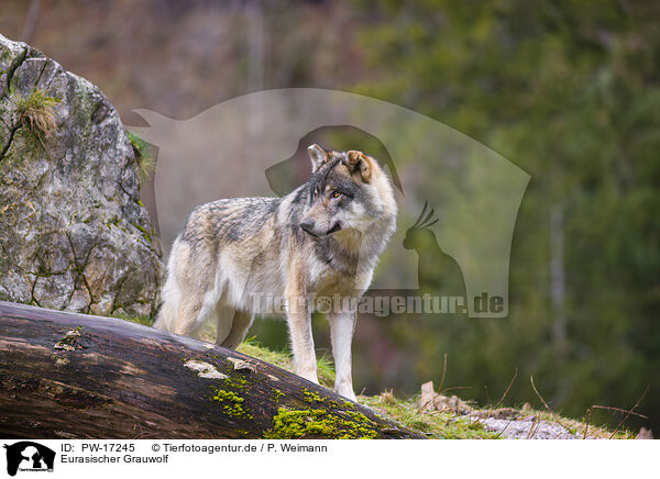 Eurasischer Grauwolf / eurasian greywolf / PW-17245