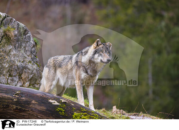 Eurasischer Grauwolf / PW-17246