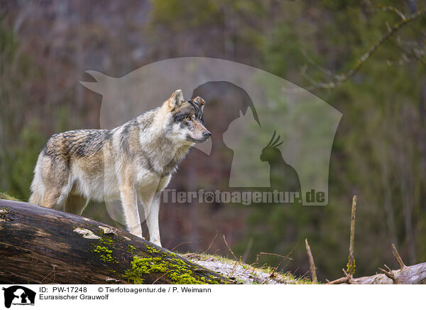 Eurasischer Grauwolf / PW-17248