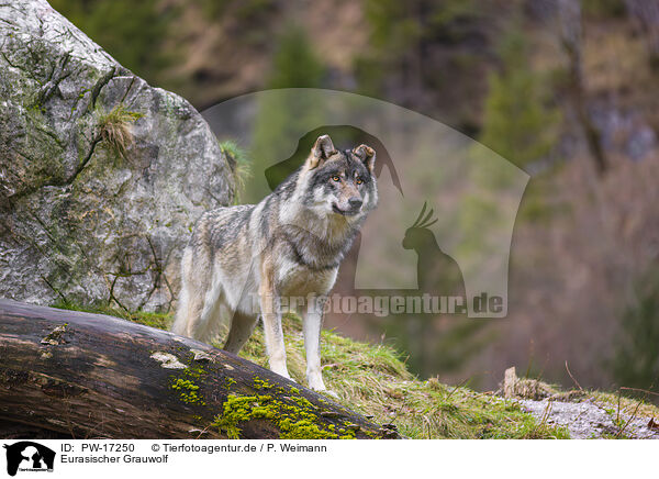 Eurasischer Grauwolf / PW-17250