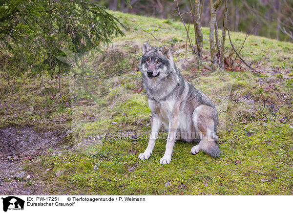 Eurasischer Grauwolf / PW-17251