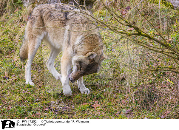 Eurasischer Grauwolf / PW-17252