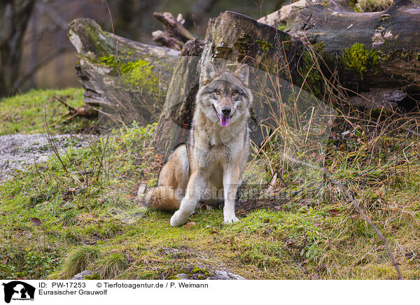 Eurasischer Grauwolf / eurasian greywolf / PW-17253