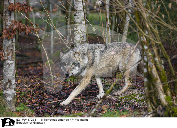 Eurasischer Grauwolf / eurasian greywolf / PW-17258