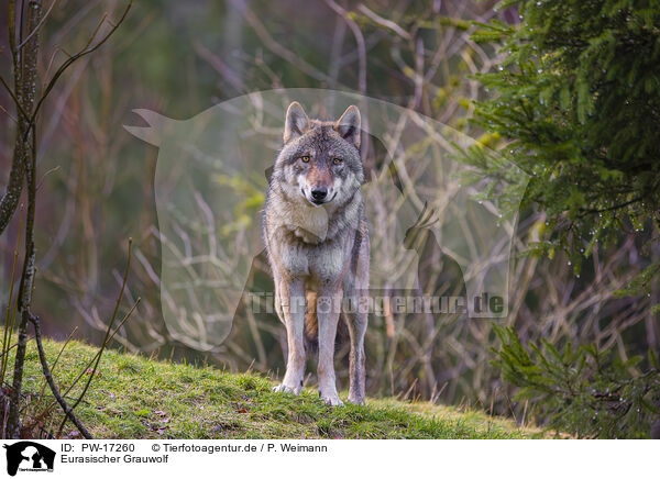 Eurasischer Grauwolf / eurasian greywolf / PW-17260