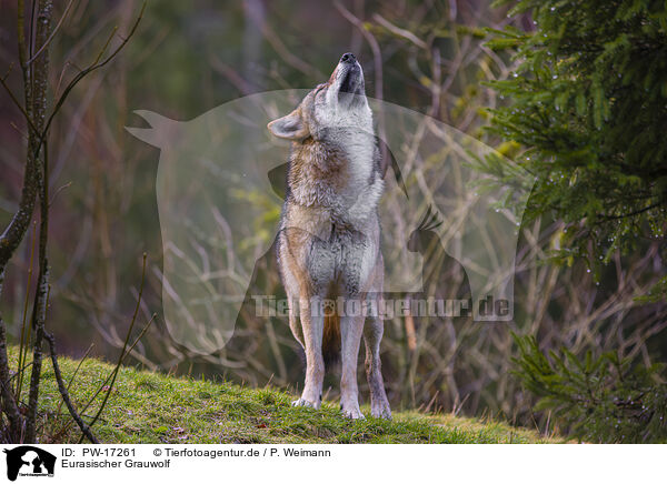 Eurasischer Grauwolf / eurasian greywolf / PW-17261
