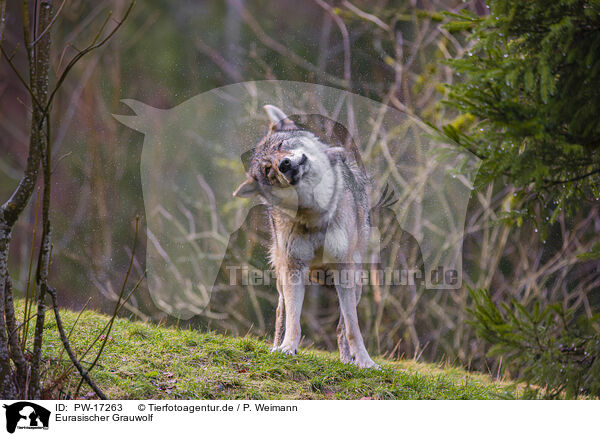 Eurasischer Grauwolf / PW-17263