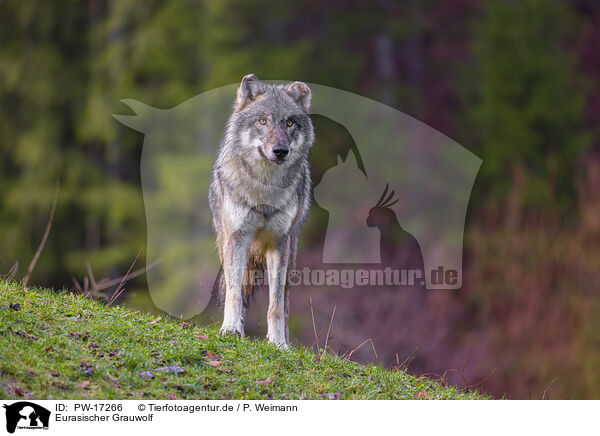 Eurasischer Grauwolf / PW-17266