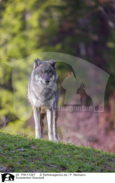Eurasischer Grauwolf / PW-17267