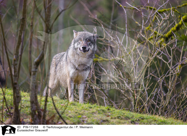 Eurasischer Grauwolf / PW-17268