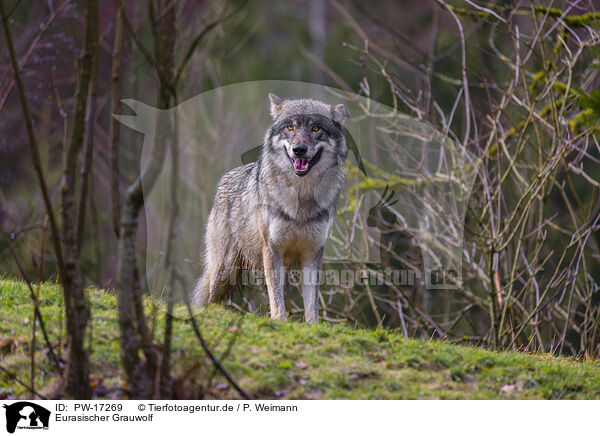 Eurasischer Grauwolf / PW-17269