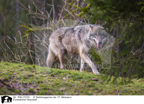 Eurasischer Grauwolf / PW-17270