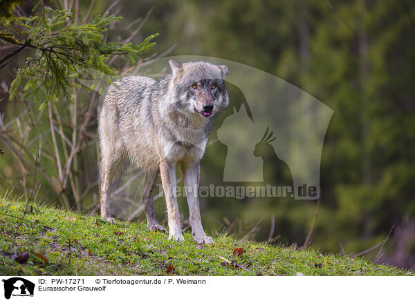 Eurasischer Grauwolf / PW-17271