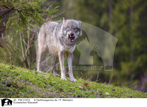 Eurasischer Grauwolf / PW-17272