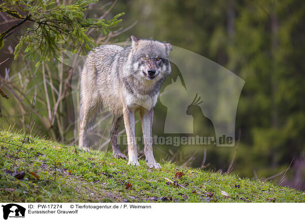 Eurasischer Grauwolf / PW-17274