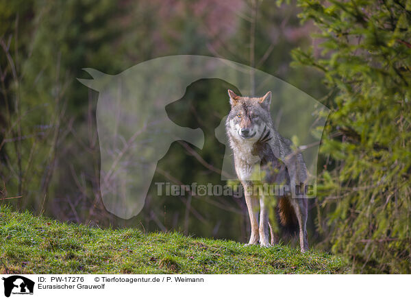 Eurasischer Grauwolf / PW-17276