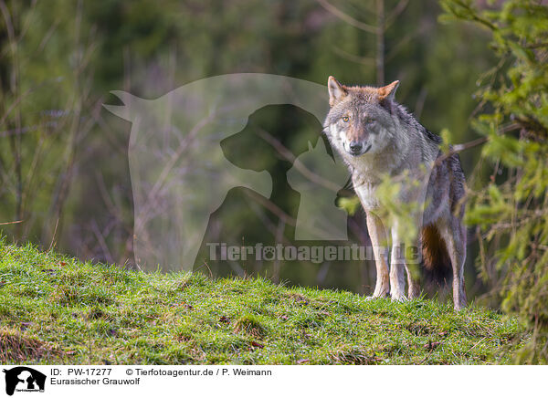 Eurasischer Grauwolf / PW-17277