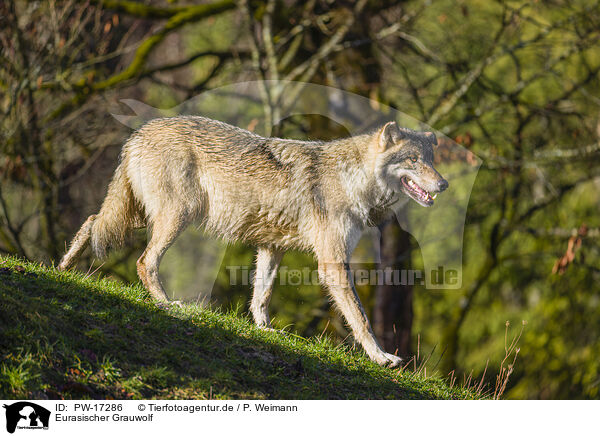 Eurasischer Grauwolf / PW-17286