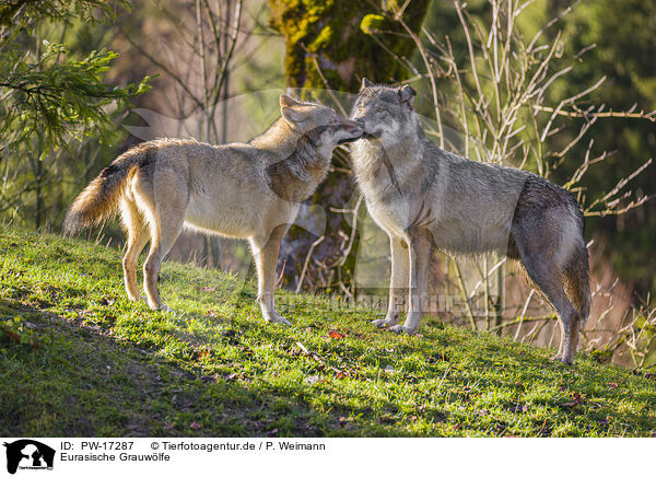 Eurasische Grauwlfe / eurasian greywolves / PW-17287