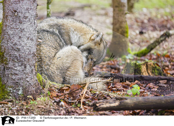Eurasischer Grauwolf / eurasian greywolf / PW-17289