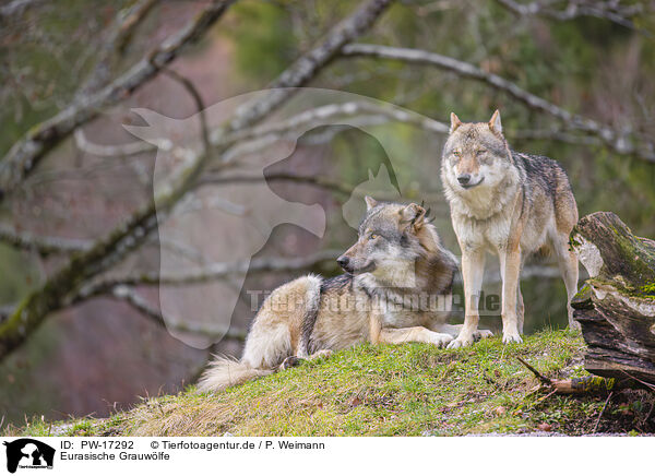 Eurasische Grauwlfe / eurasian greywolves / PW-17292