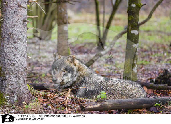Eurasischer Grauwolf / eurasian greywolf / PW-17294
