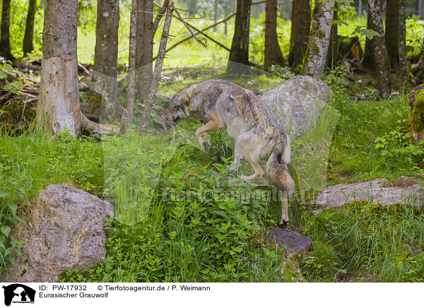 Eurasischer Grauwolf / PW-17932