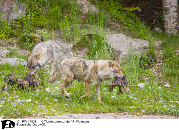 Eurasische Grauwlfe / eurasian greywolfs / PW-17938