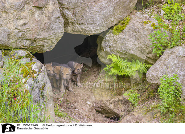 Eurasische Grauwlfe / eurasian greywolfs / PW-17940
