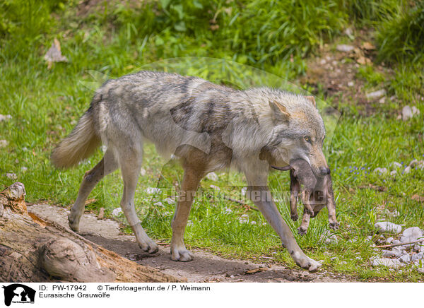 Eurasische Grauwlfe / eurasian greywolfs / PW-17942