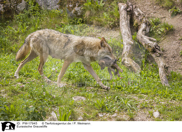 Eurasische Grauwlfe / eurasian greywolfs / PW-17945
