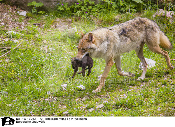 Eurasische Grauwlfe / eurasian greywolfs / PW-17953