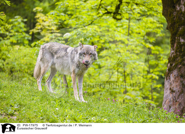 Eurasischer Grauwolf / eurasian greywolf / PW-17975