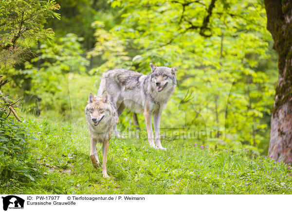 Eurasische Grauwlfe / eurasian greywolfs / PW-17977