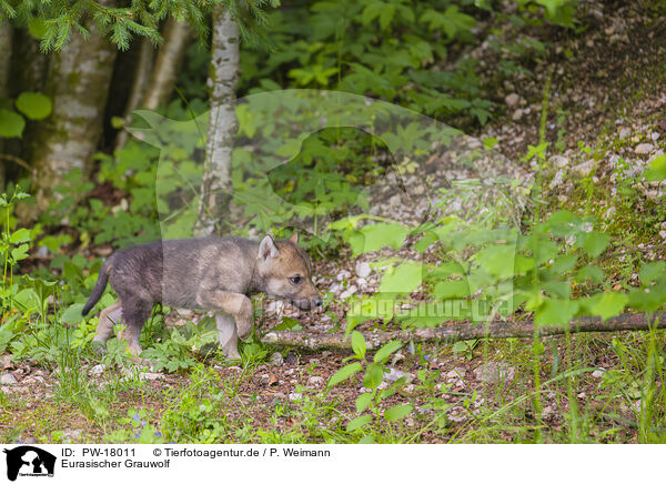 Eurasischer Grauwolf / PW-18011