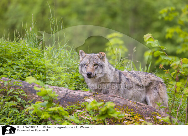 Eurasischer Grauwolf / PW-18031