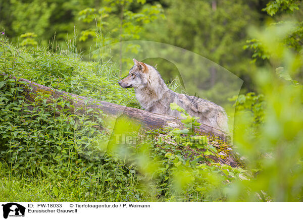 Eurasischer Grauwolf / PW-18033