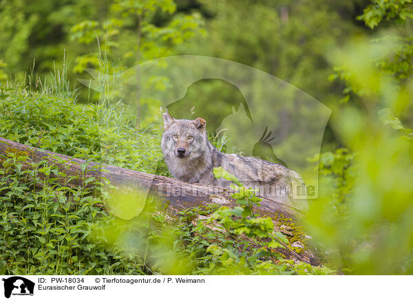 Eurasischer Grauwolf / PW-18034
