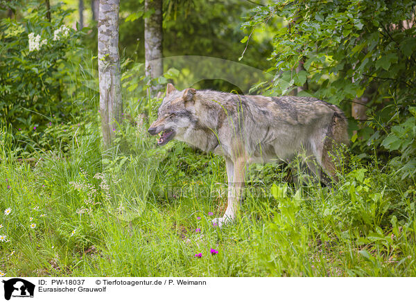 Eurasischer Grauwolf / PW-18037