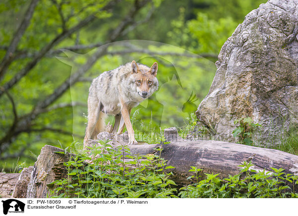 Eurasischer Grauwolf / eurasian greywolf / PW-18069