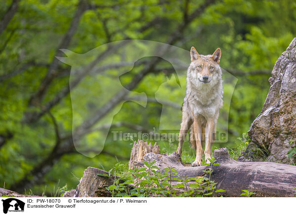 Eurasischer Grauwolf / PW-18070