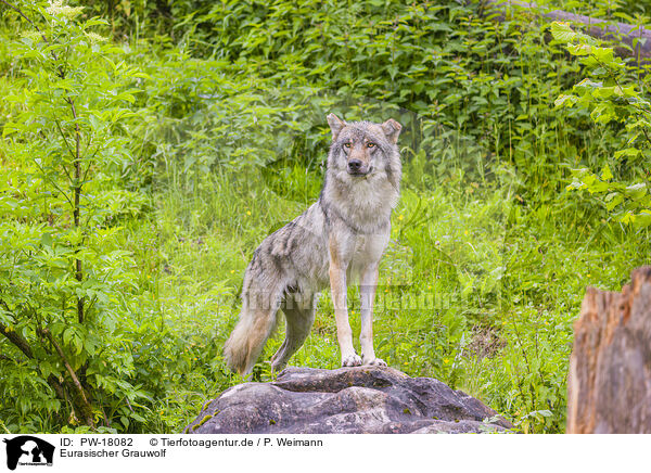 Eurasischer Grauwolf / eurasian greywolf / PW-18082