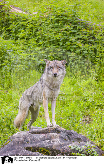 Eurasischer Grauwolf / eurasian greywolf / PW-18084