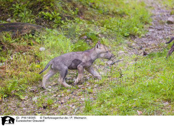 Eurasischer Grauwolf / PW-18085