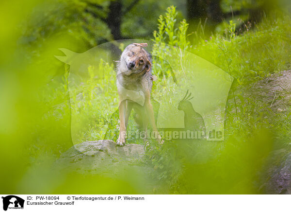 Eurasischer Grauwolf / eurasian greywolf / PW-18094
